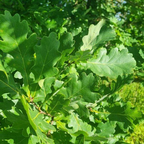 oak broom