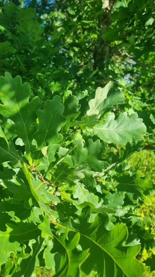 oak broom